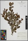 Foto von Salix atrocinerea Brot.